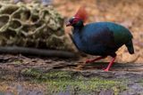  Crested Partridge 