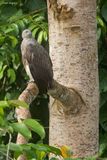 Lesser Fish-Eagle