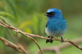 Indigo Flycatcher