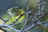 Mountain Leaf Warbler