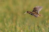 South American Painted-snipe