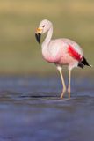Andean Flamingo 