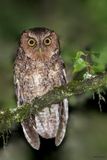 Montane Forest Screech-Owl