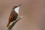 White-throated Treerunner