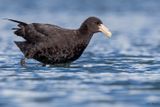 Southern Giant Petrel (Petrels, Shearwaters, and Diving Petrels)