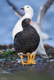 Kelp Goose