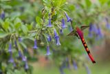Red-tailed Comet 