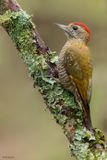 Dot-fronted Woodpecker