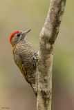 Dot-fronted Woodpecker 