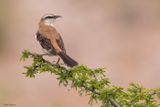 Brown-backed Mockingbird 