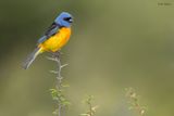 Blue-and-yellow Tanager 