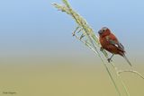 Chestnut Seedeater 