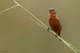 Rufous-rumped Seedeater