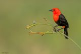 Scarlet-headed Blackbird 