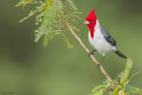 Red-crested Cardinal