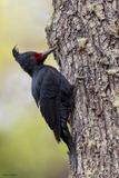 Magellanic Woodpecker 