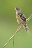 Lesser Grass-Finch
