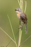 Long-tailed Reed Finch 