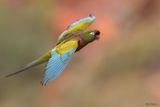 Burrowing Parakeet 
