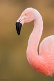 Chilean Flamingo 