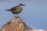 Dark-bellied Cinclodes