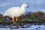 Kelp Goose 