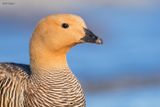 Upland Goose 