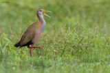 Giant Wood-Rail