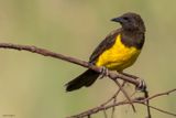 Yellow-rumped Marshbird 