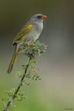 Great Pampa-Finch
