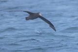 Southern Giant Petrel 