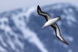 Black-browed Albatros 