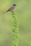 Crowned Slaty Flycatcher 