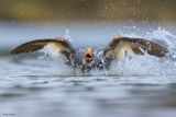 Flying Steamer Duck 