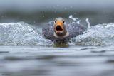 Flying Steamer Duck 