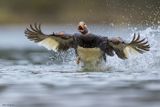 Flying Steamer Duck 
