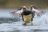 Flying Steamer Duck 