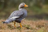 Flying Steamer Duck 
