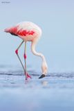 Chilean Flamingo 
