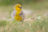 Citron-headed Yellow-Finch 