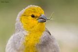 Citron-headed Yellow-Finch 