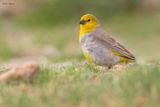 Citron-headed Yellow-Finch 