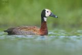 White-faced Whistling-Duck