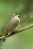 Swainsons Warbler 