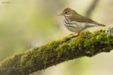 Ovenbird 
