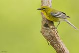 Pine Warbler 