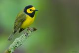 Hooded Warbler 