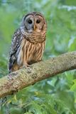 Barred Owl