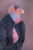 California Condor (New World Vultures)