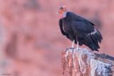 California Condor 